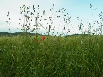 Ferienwohnung Reitz - Urlaub mit meinecard plus in der Heimat der Brüder Grimm (358), Fritzlar, Nordhessen, Hessen, Deutschland, Bild 24