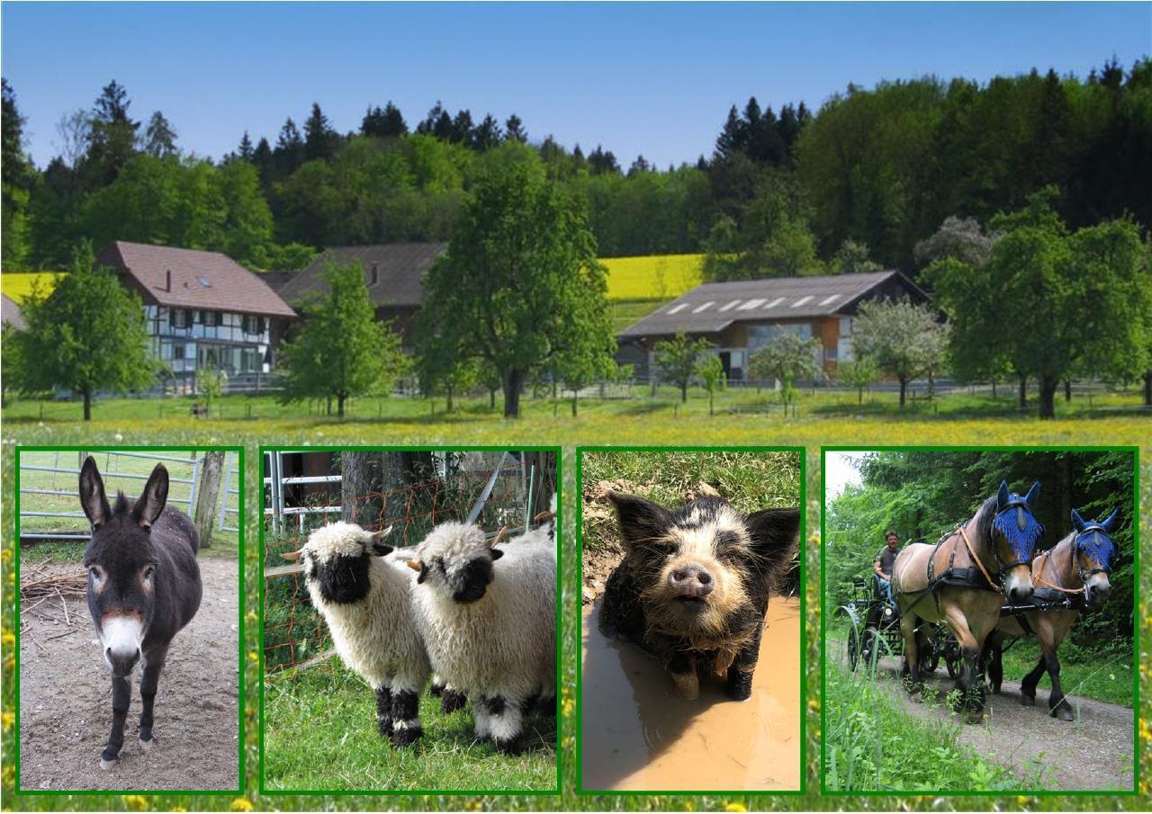 Pferde - und Eselhof Grünegg Ferienwohnung in der Schweiz